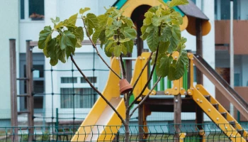 square-avec-arbre
